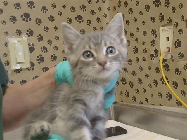 Unknown - Domestic Short Hair