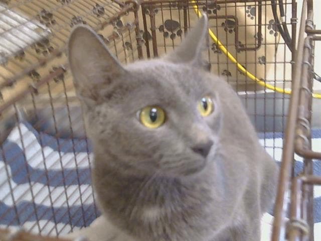 Unknown - Domestic Short Hair