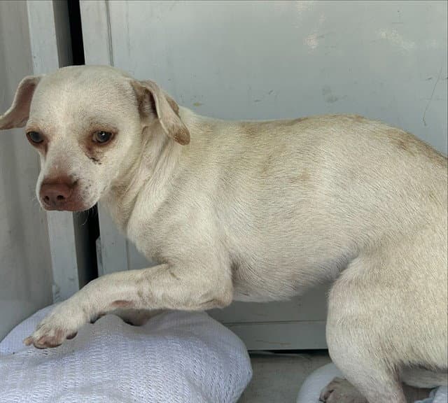 Unknown - Chihuahua