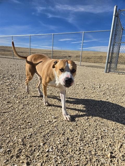 Harley - Pit Bull Terrier