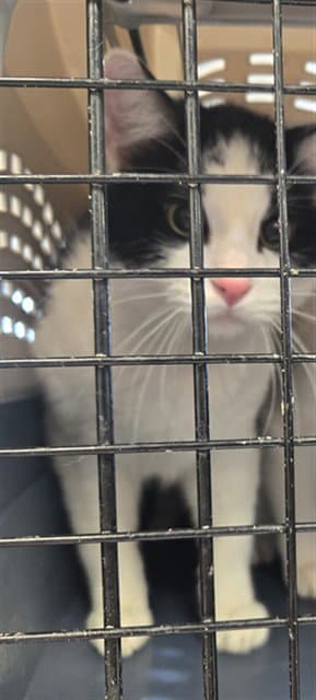 Alani - Domestic Short Hair