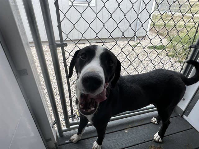 Bullwinkle - Pit Bull Terrier