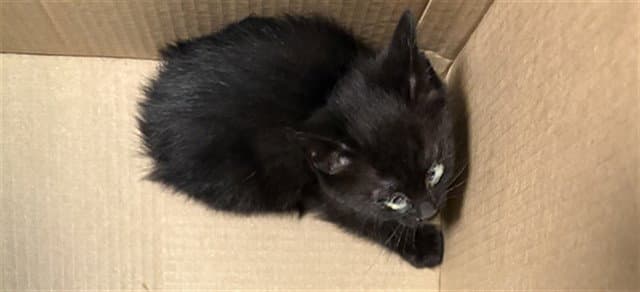David - Domestic Short Hair