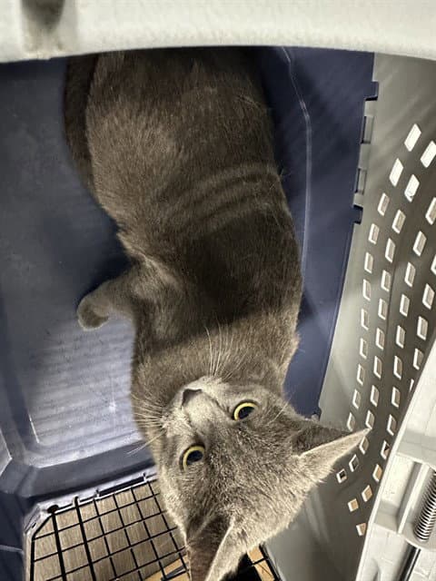 Miranda - Domestic Short Hair