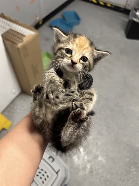Englica - Domestic Short Hair
