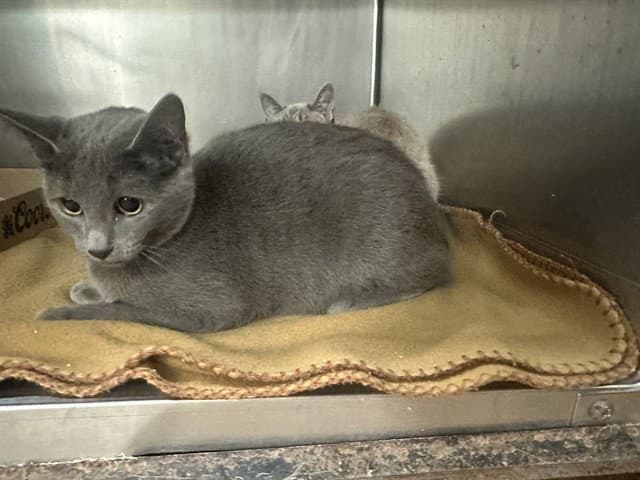 Sage - Domestic Short Hair
