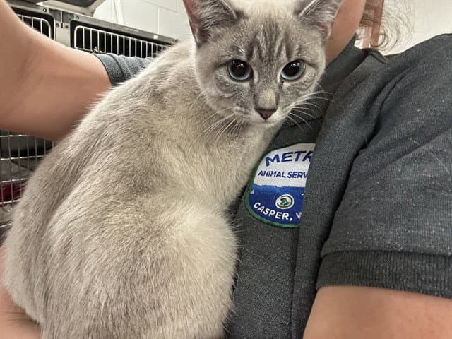 Willow - Siamese