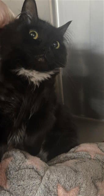 Noir - Domestic Medium Hair