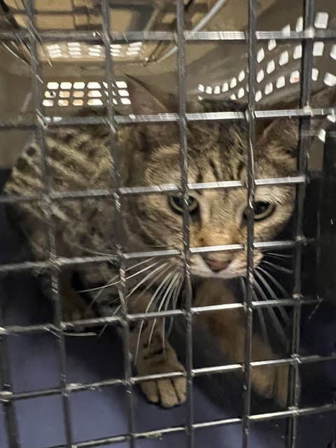 Jynx - Domestic Short Hair