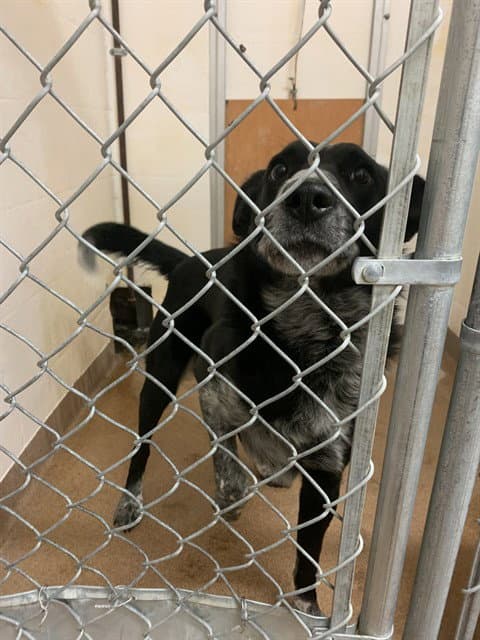 Snappy - Australian Cattle Dog/Blue Heeler