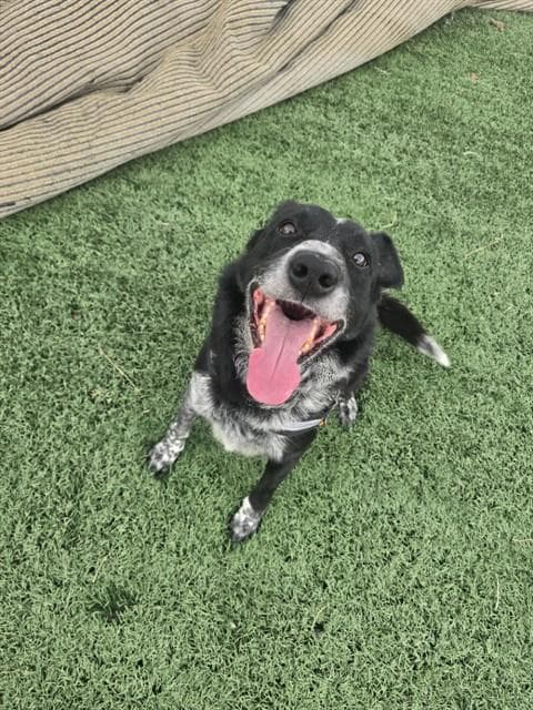 Snappy - Australian Cattle Dog/Blue Heeler