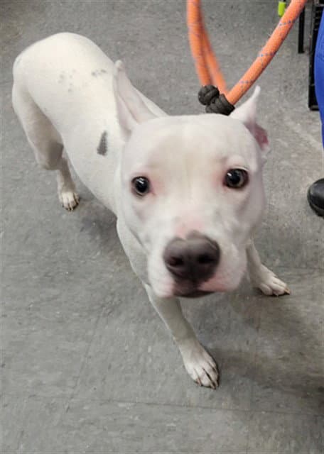 Athena - Pit Bull Terrier