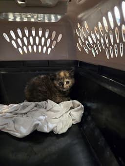 Kiki image 1