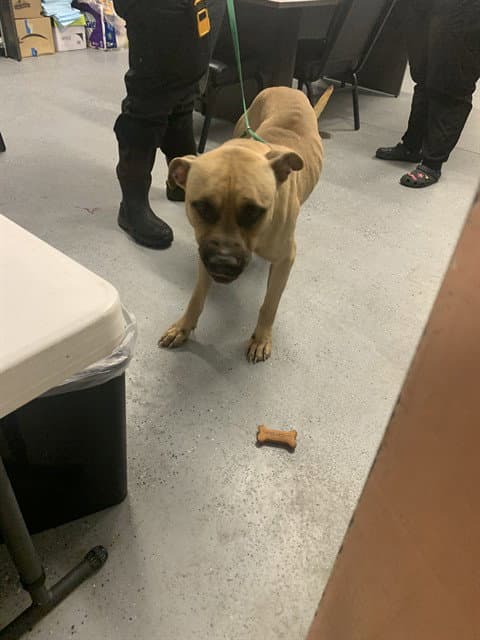 Gizmo - Pit Bull Terrier