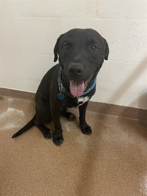 Mr Pibbles - Labrador Retriever