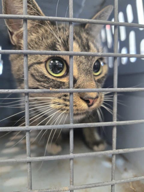 Annie - Domestic Short Hair