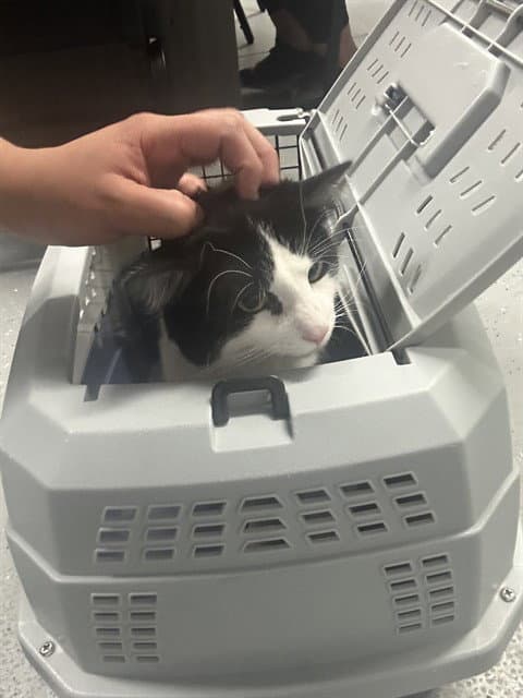 Farkle - Domestic Medium Hair