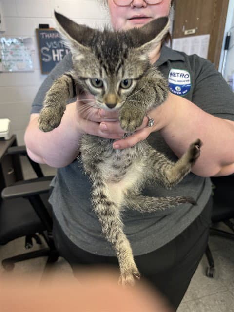 Stewert - Domestic Short Hair