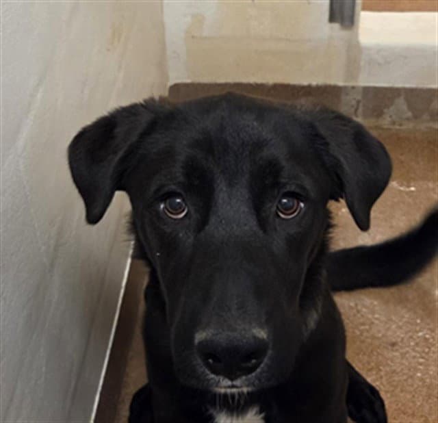 Rocky - Labrador Retriever