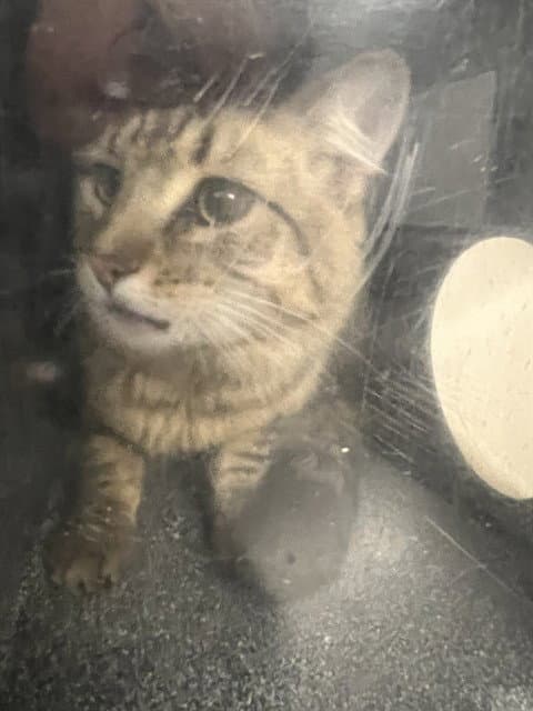 Timmy - Domestic Short Hair