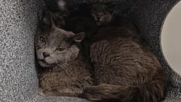 Roxy image 1