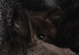 Lupe image 1