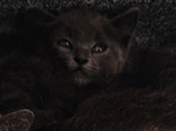 Lottie - Domestic Short Hair