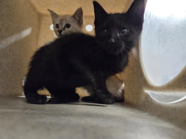 Stud Muffin - Domestic Short Hair