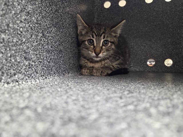 Skippy - Domestic Short Hair