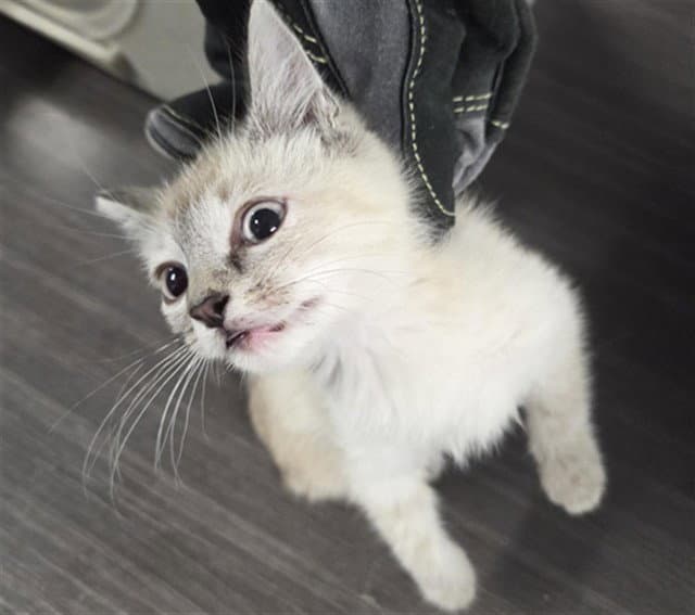 Calamaine - Siamese