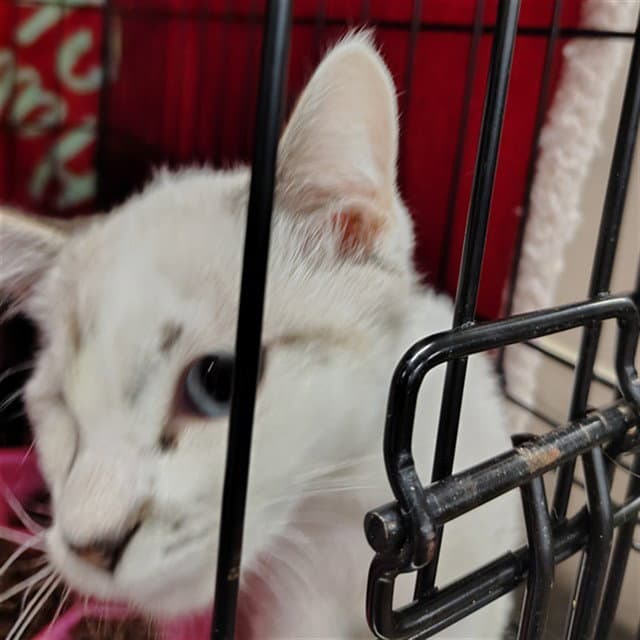 Sparrow - Domestic Short Hair