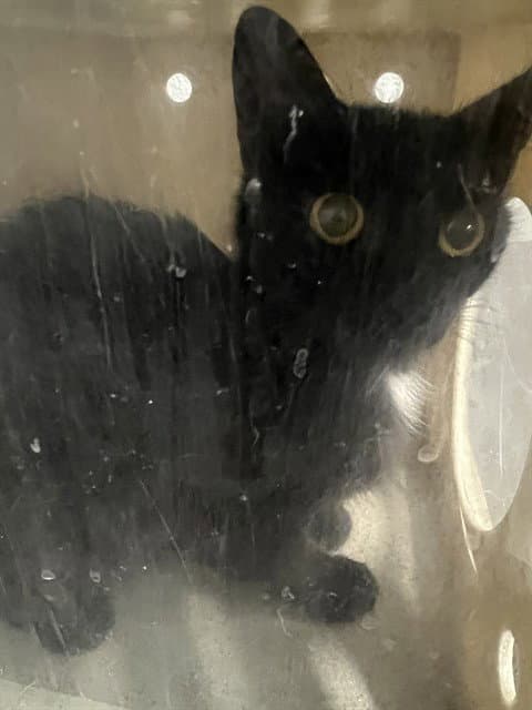 Jiji - Domestic Short Hair