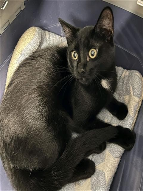 Binx - Domestic Short Hair