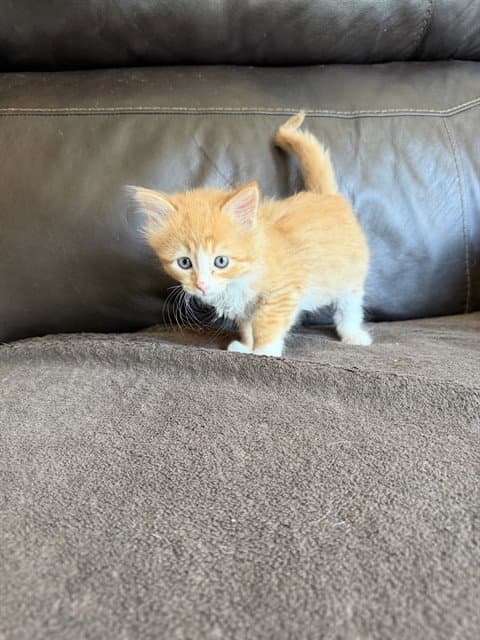 Shirley - Domestic Medium Hair