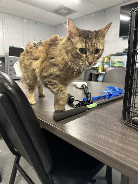 Victoria - Domestic Medium Hair