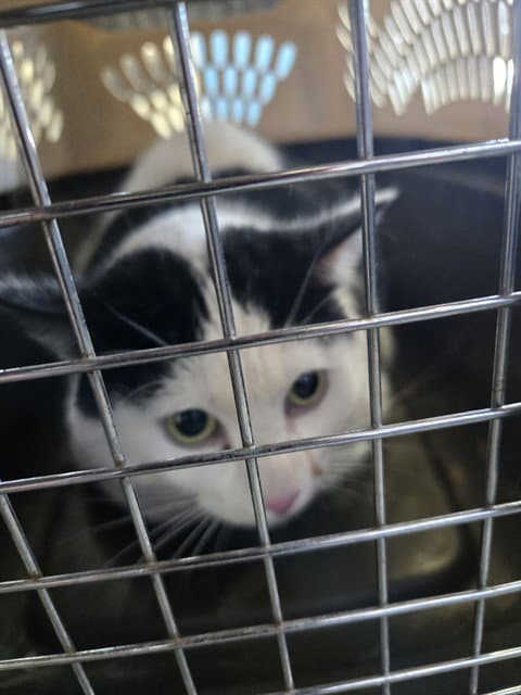 Patch - Domestic Short Hair