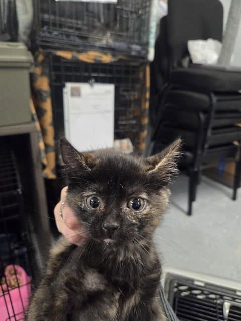 Rose - Domestic Short Hair