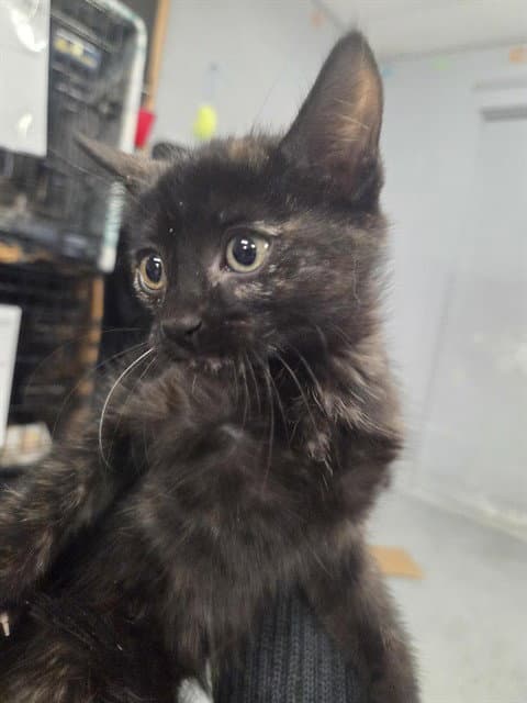 Bell - Domestic Short Hair