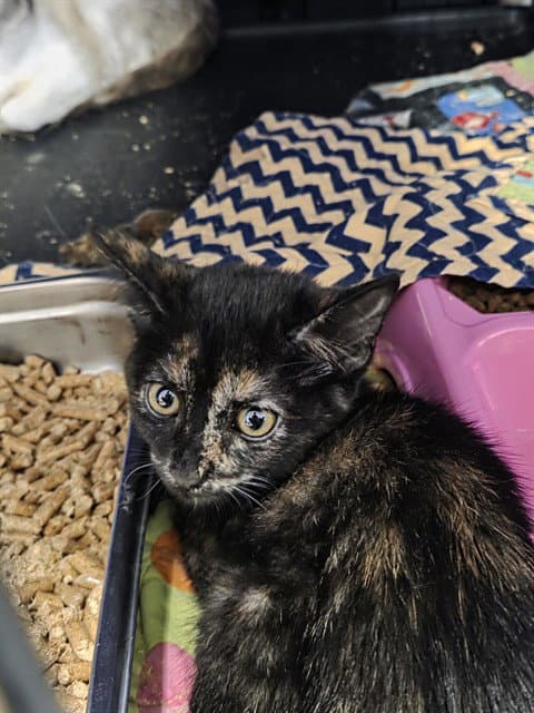 Faye - Domestic Short Hair