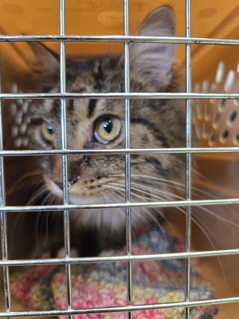 Mord - Domestic Medium Hair