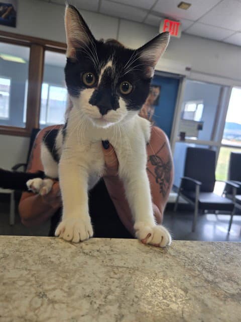 Jersey - Domestic Short Hair