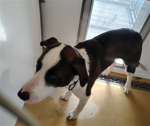 Bram - Pit Bull Terrier
