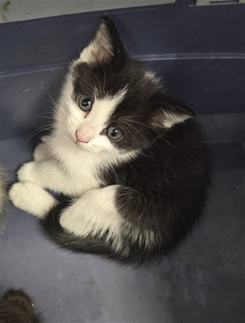 Grey - Domestic Short Hair