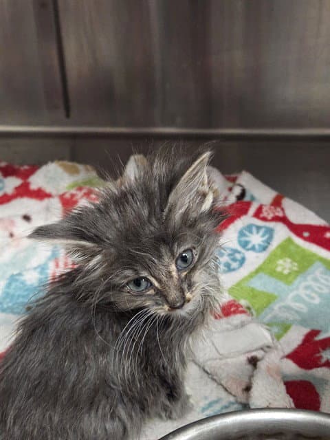 Fez - Domestic Short Hair