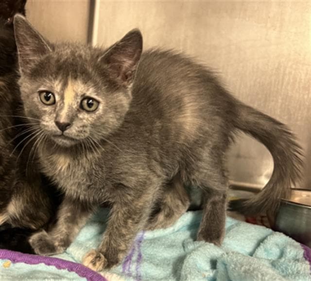 Hex - Domestic Short Hair