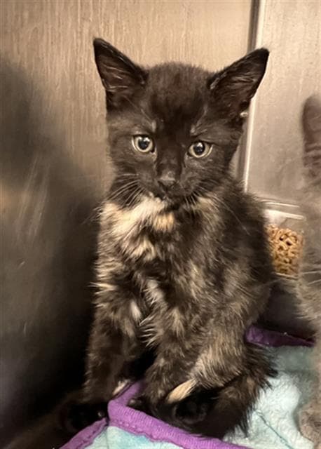 Obsidian - Domestic Short Hair