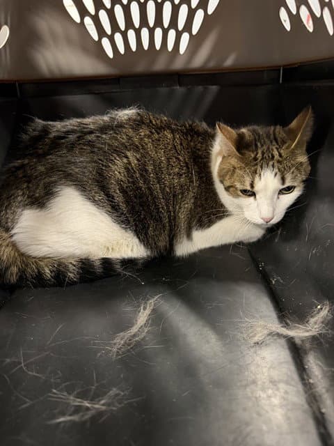 Skinny - Domestic Short Hair