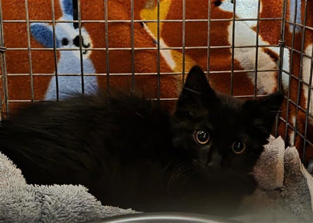 Gavilon - Domestic Short Hair