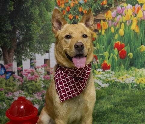 Reese - German Shepherd Dog