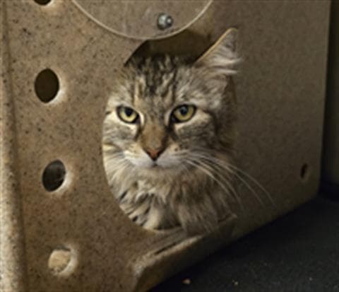 Molina - Domestic Short Hair